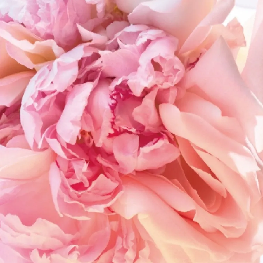 Bvlgari Eau De Toilette^Rose Goldea Blossom Delight Eau de Toilette Spray
